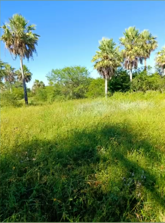 VENTA CAMPO GANADERO 1.470 HA – ESTANCIA LA ESTELA – CHACO, ARGENTINA